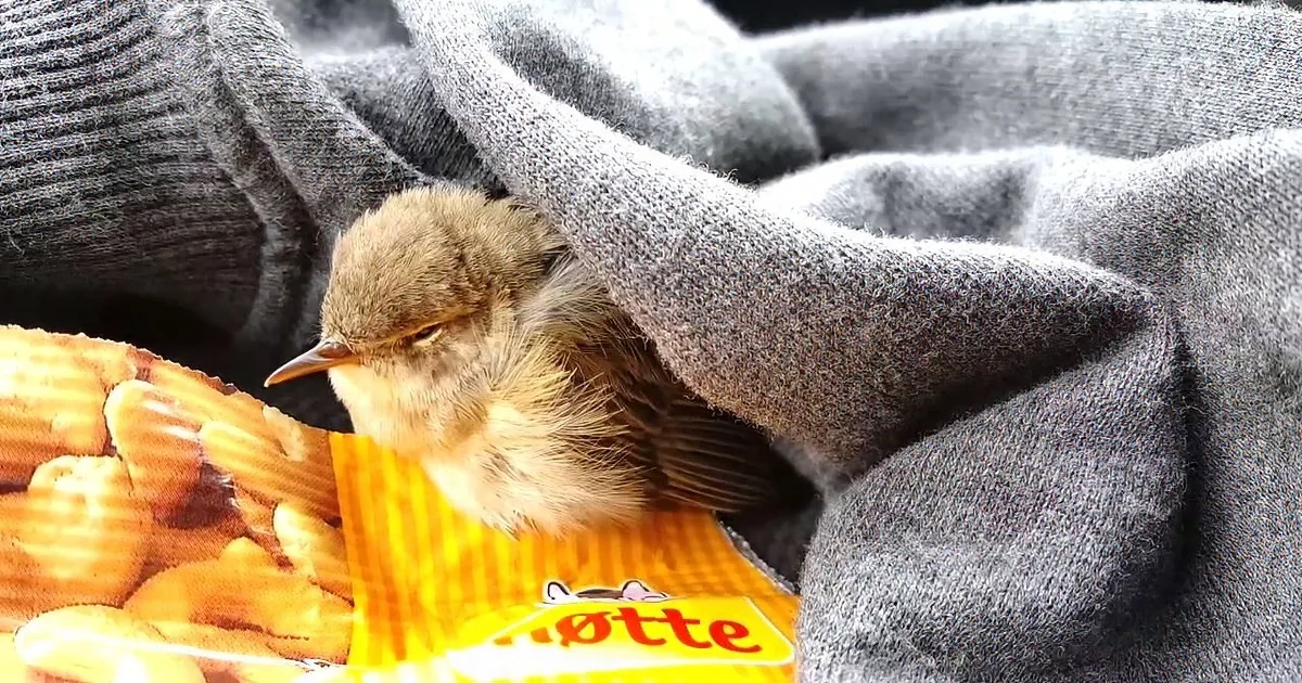 A small bird rests on a gray blanket, partially covered by a yellow and orange striped object.