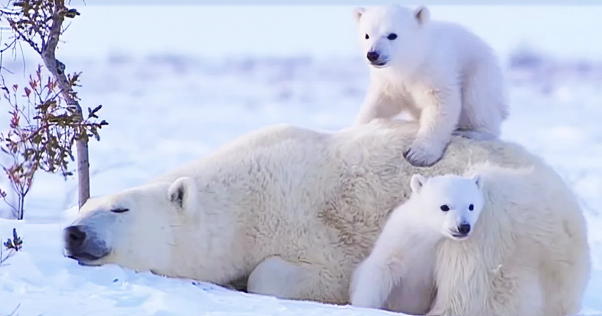 Twin Polar Bear Babies Adore Their Mommy so Much, You Can Feel Their Love
