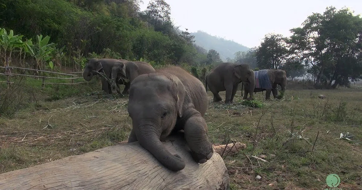 Photo Bomb! This Cute Baby Elephant Steals the Show When a Camera Is Filming