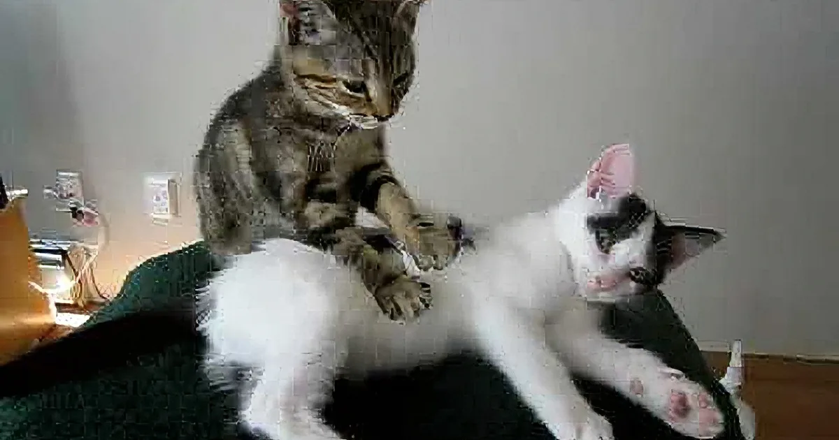 Hard Day at Work? Relax With a Kitten Massage!
