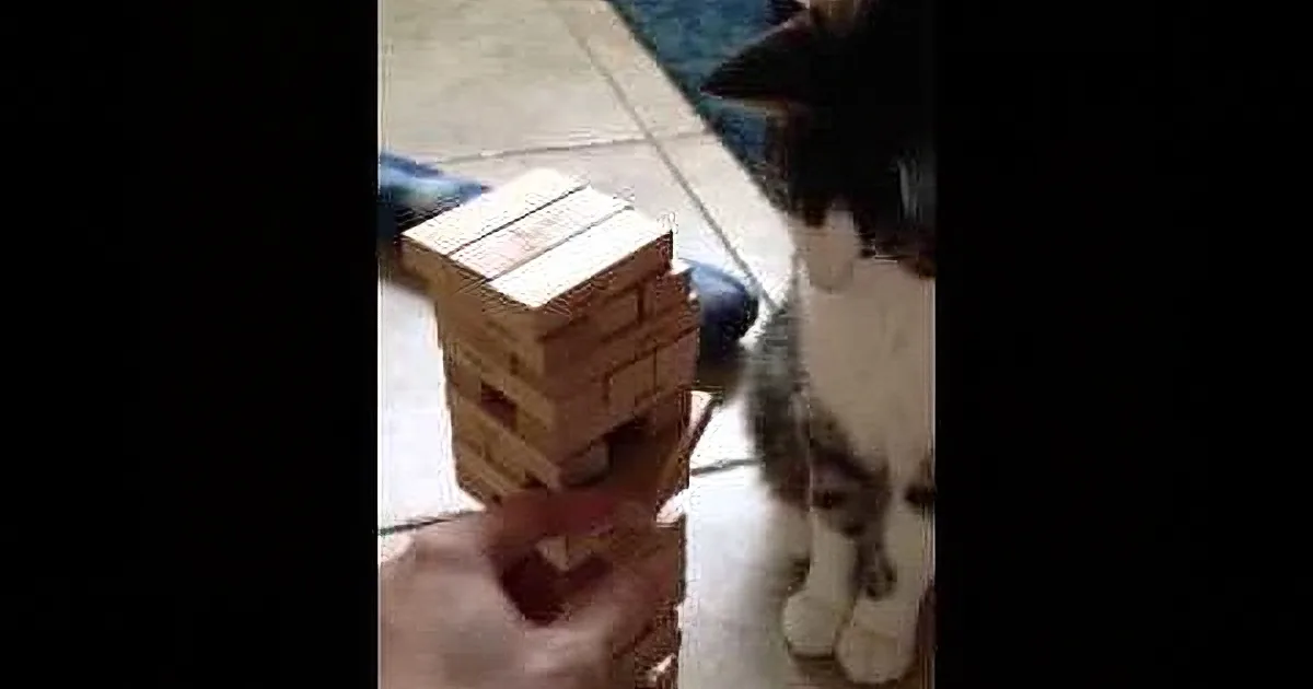 A hand holds a Jenga block above a partially visible cat, with a wooden block tower in the background.