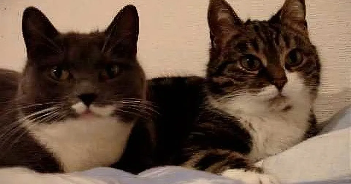 Two cats, one black and white, the other tabby, lying close together on a white surface.