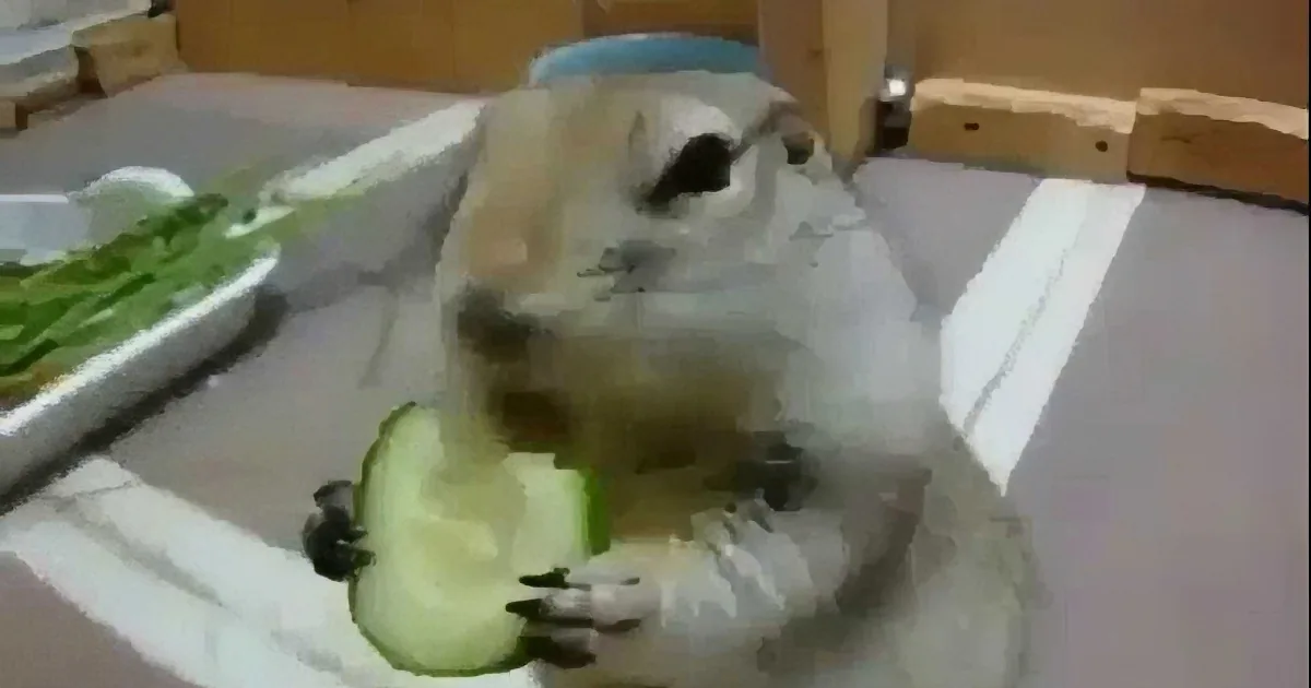 A white animal, possibly a rabbit, is holding and eating a slice of cucumber on a table.