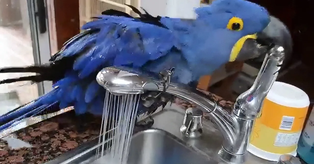 OMG, This Beautiful Bird Certainly Knows What to Do During Bath Time, Even in a Sink!