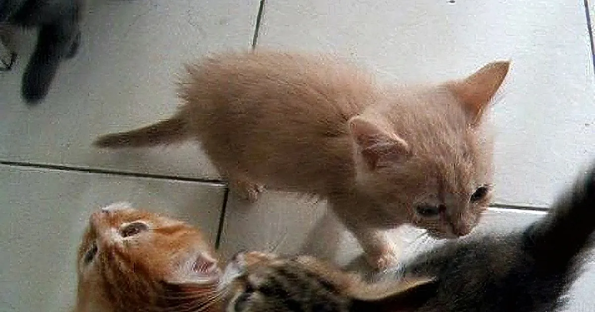 A light brown kitten stands on its hind legs, looking down at another kitten on the floor.