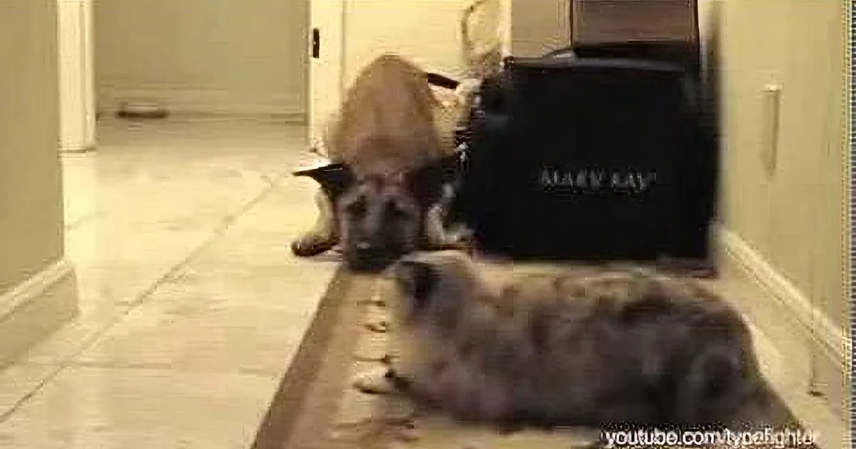 In a House With Dogs, These Cats Are the Leaders of the Pack... It Is What It Is!