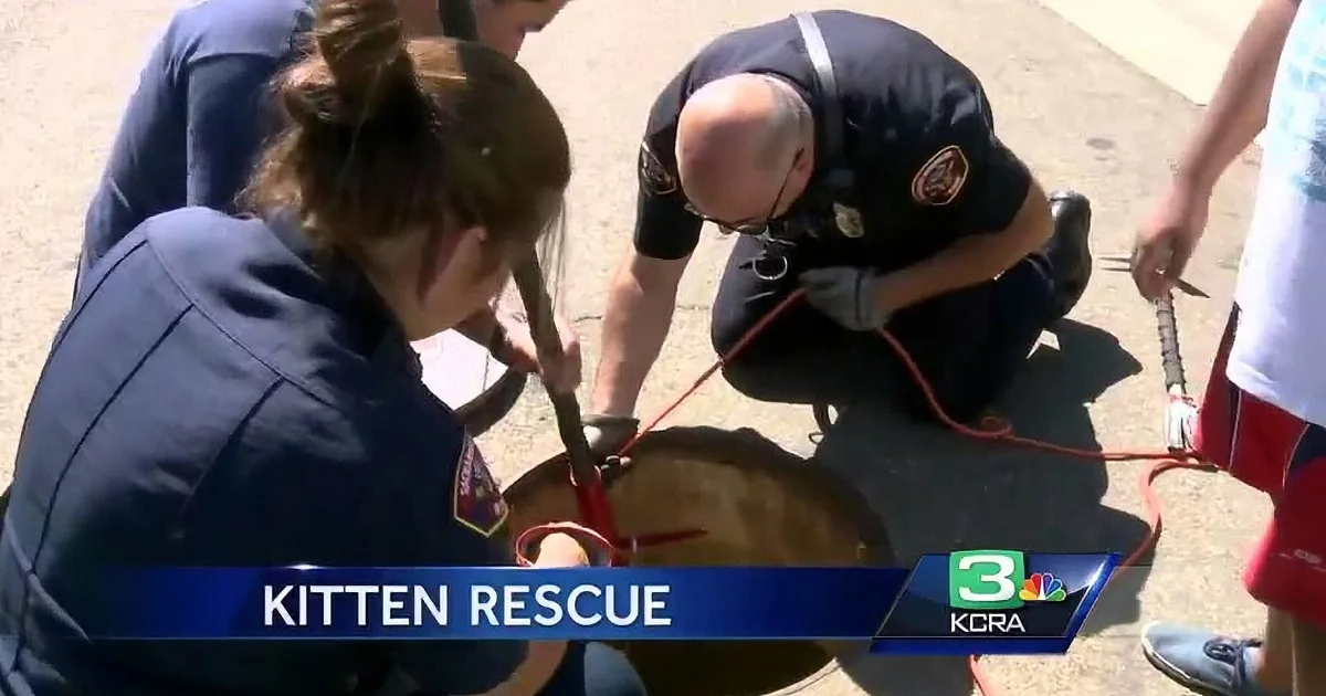 Oh No! ''Meow Meow'' Was Heard Coming From the Storm Drain. What Happened Next Was Heroic!