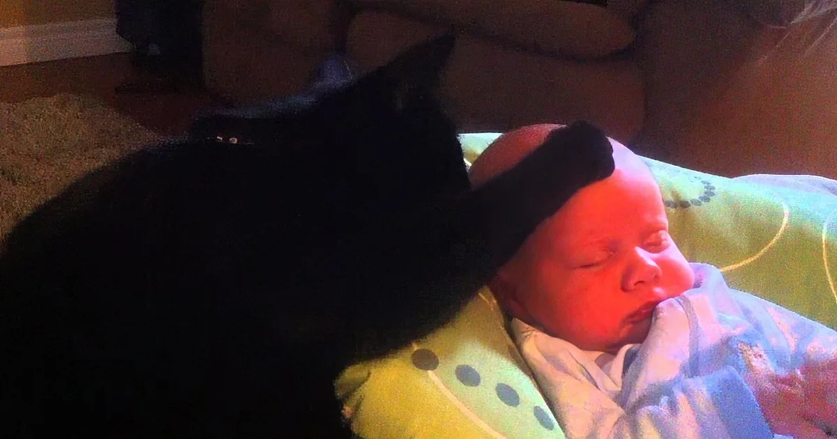 Her Baby Can''t Stop Crying. Then Kitty Comes to the Rescue