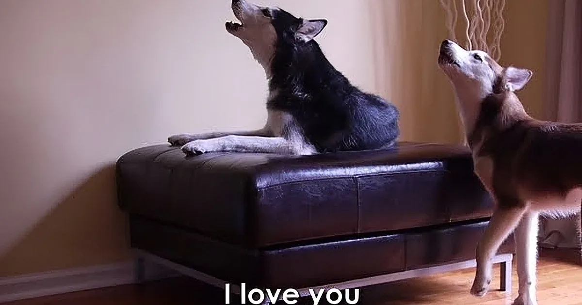 These Huskies Are Having an Argument. I Totally Cracked up When I Saw Why!