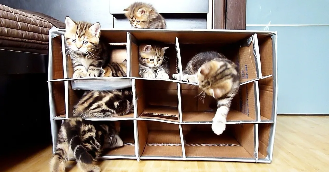 6 Cute Kittens + Cardboard Box Fort = Fun Fun Fun!