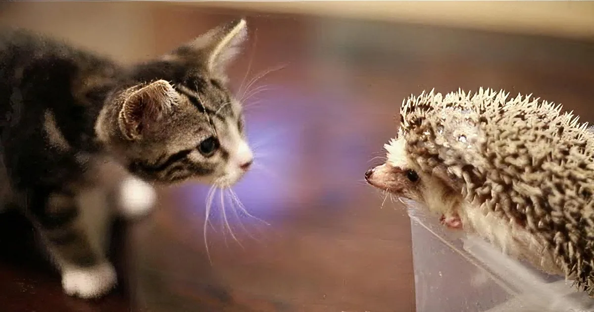 A curious kitten observes a hedgehog in a cozy indoor setting.