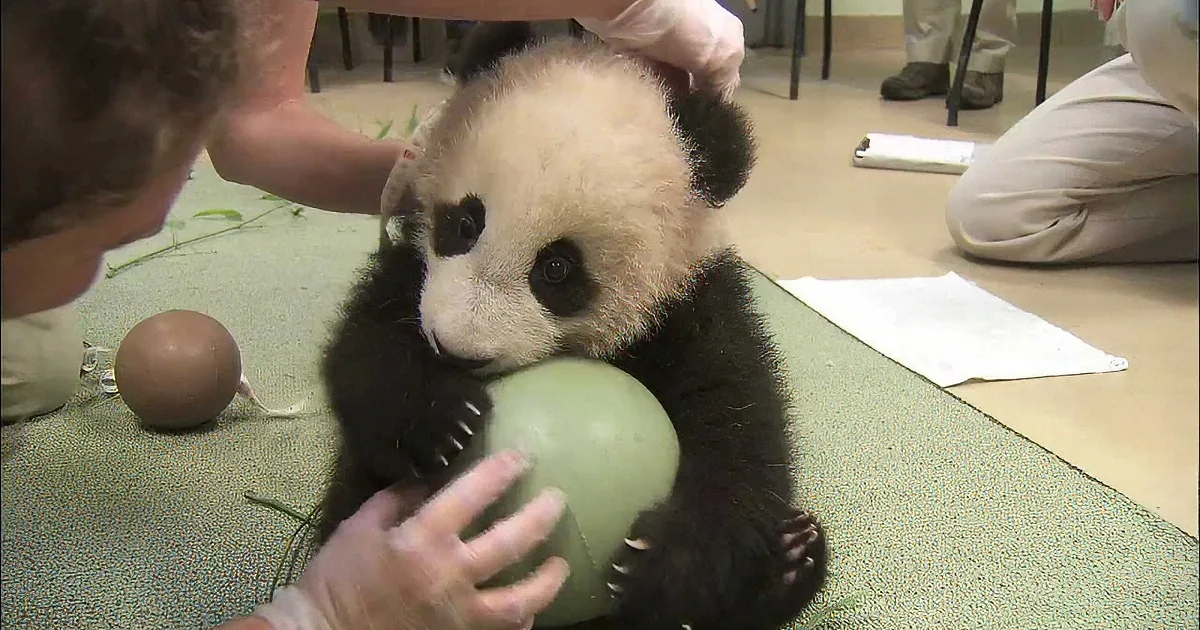 They Gave This Baby Panda a New Toy! Her Reaction? Everything You''d Expect! LOL!
