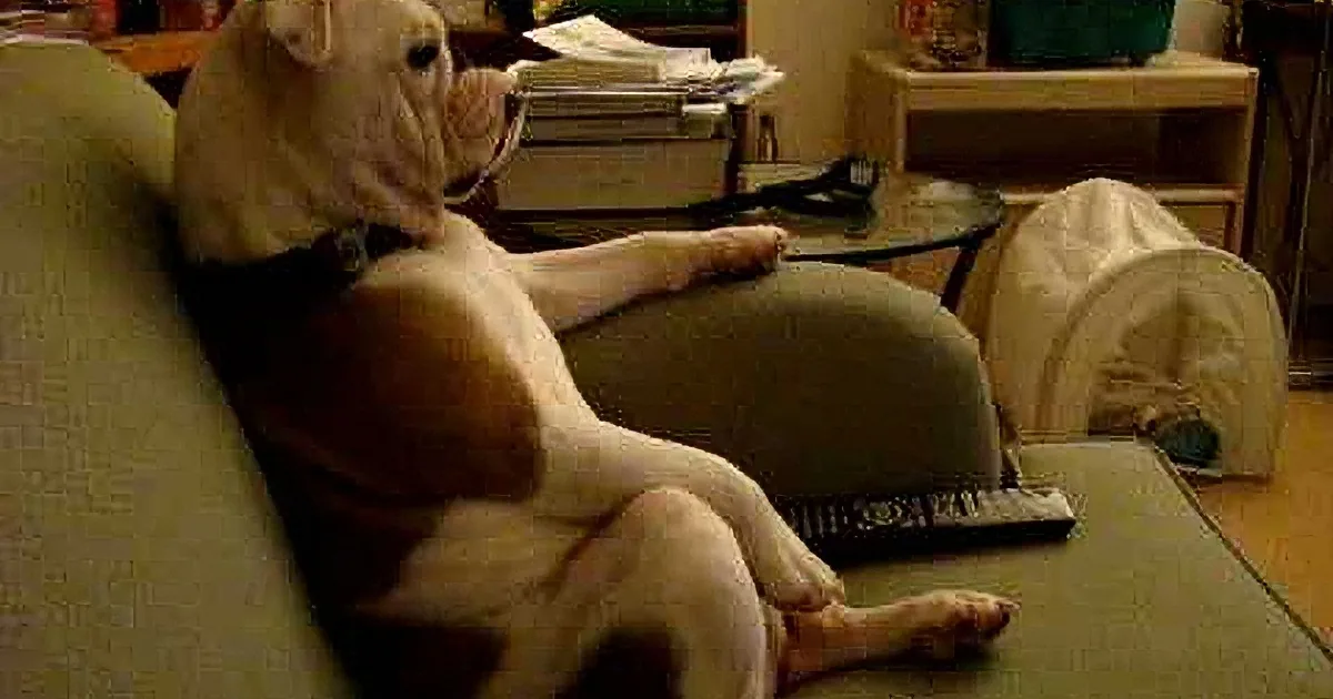 A large, light brown and white dog sits on a green couch, looking relaxed in a cozy living room setting.