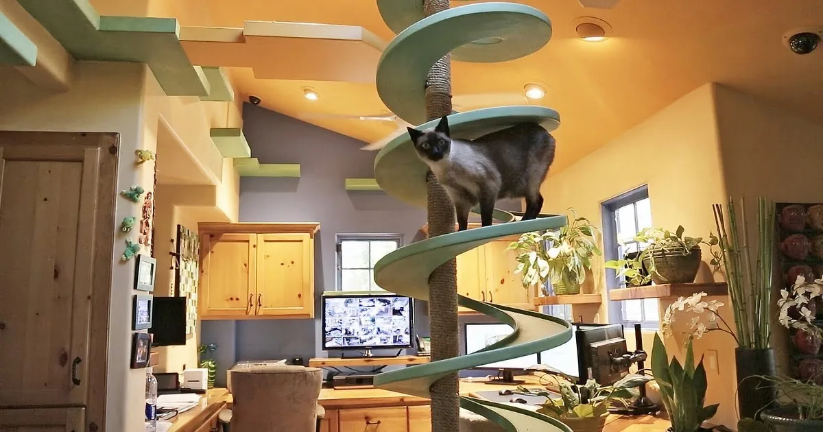 A Siamese cat stands on a cat tree in a cozy, well-decorated room with plants and wooden furniture.