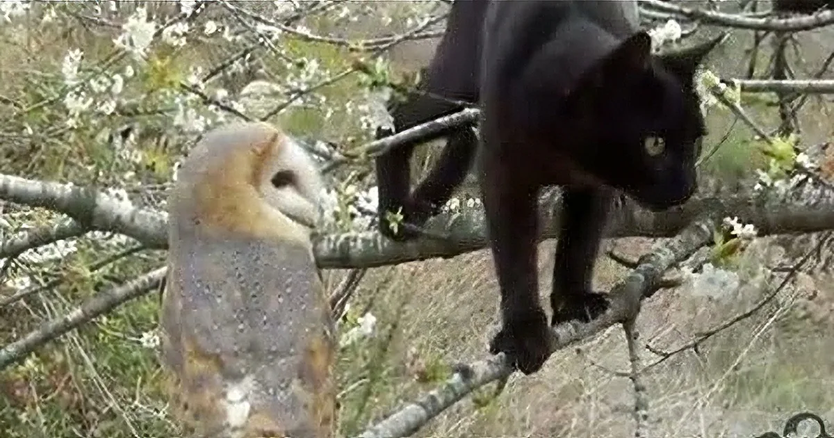 Whoa, When This Kitty Cat Encounters an Owl, What Happens Next, Totally Unexpected... OMG!