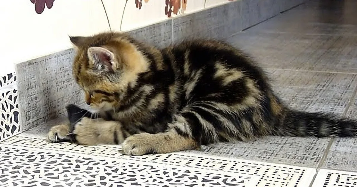 A tabby kitten with a striped coat is lying on a patterned surface, looking down at its paws.