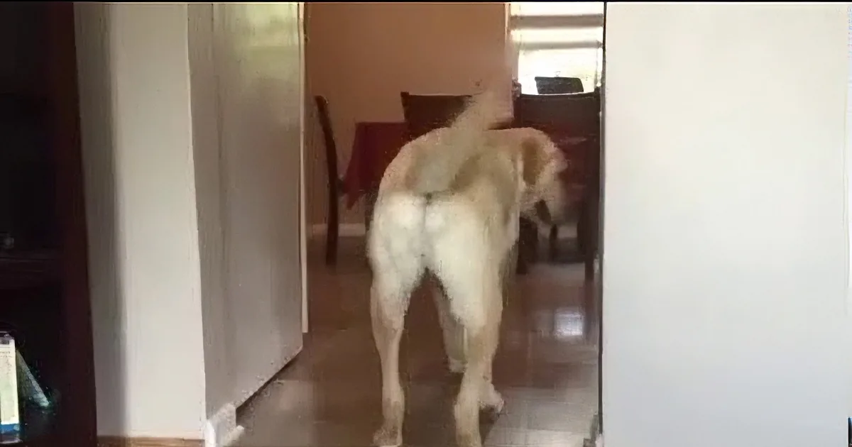 This Golden Lab Has an Unusual Funny Phobia, How He Tackles It Clever and Inspiring!
