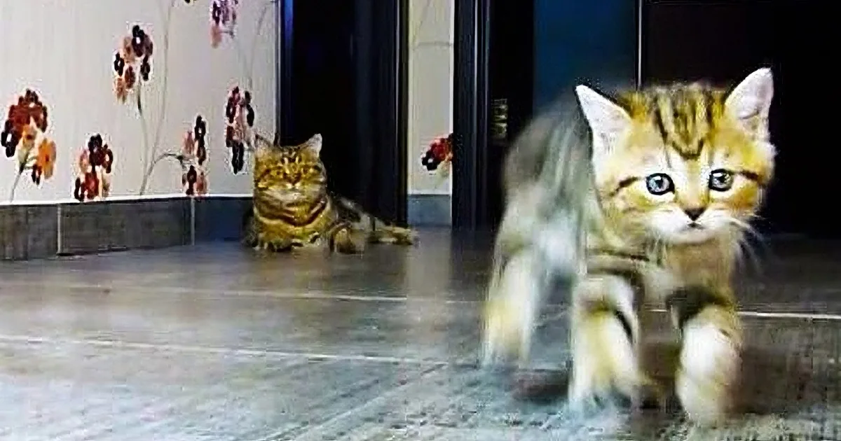 A cat sits on a tiled floor, surrounded by a collage of its close-up expressions.