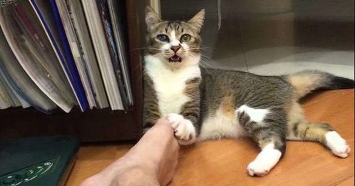 When This Kitty Is Playing With Their Owners Foot, What Happens Next Hilarious, LOL!