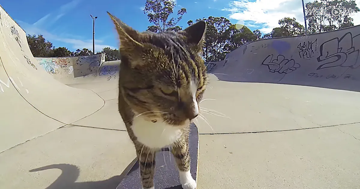 A tabby cat stands on a skateboard ramp with graffiti and trees in the background.