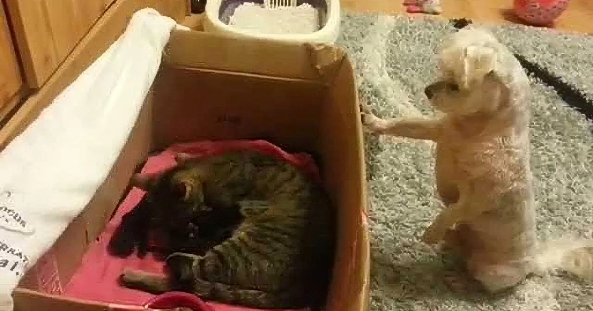 This Precious Pup Is an Uncle! He Wants to Take a Look at the New Kittens. but Then? so Precious!