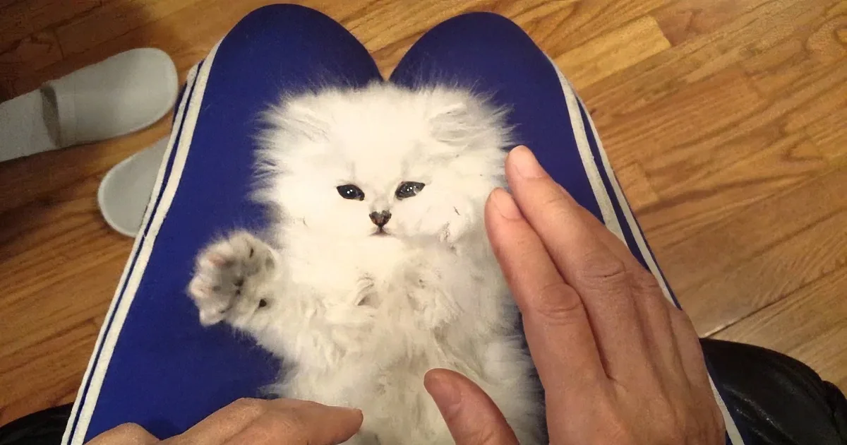 A fluffy white kitten is being petted by a person's hands on a blue and white striped surface.