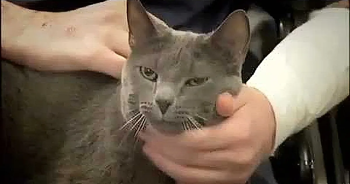 When This Man Slipped Into a Diabetic Coma, His Cat''s Response Is Nothing but Heroic!