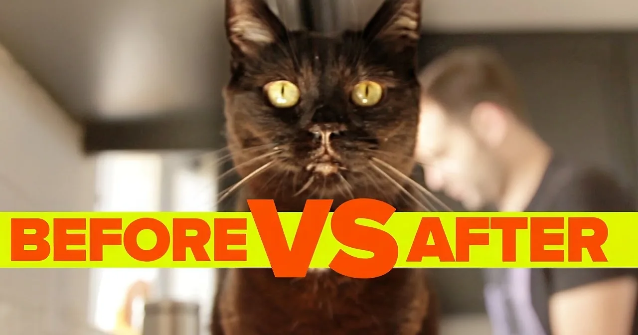 A black cat with striking yellow eyes is prominently featured in the foreground, with "BEFORE" and "AFTER" text overlaid...