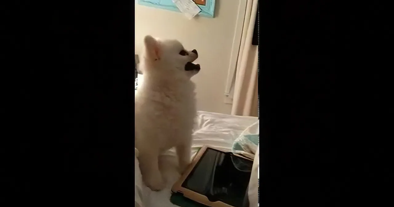 Epic Pomeranian Puppy Sneeze!