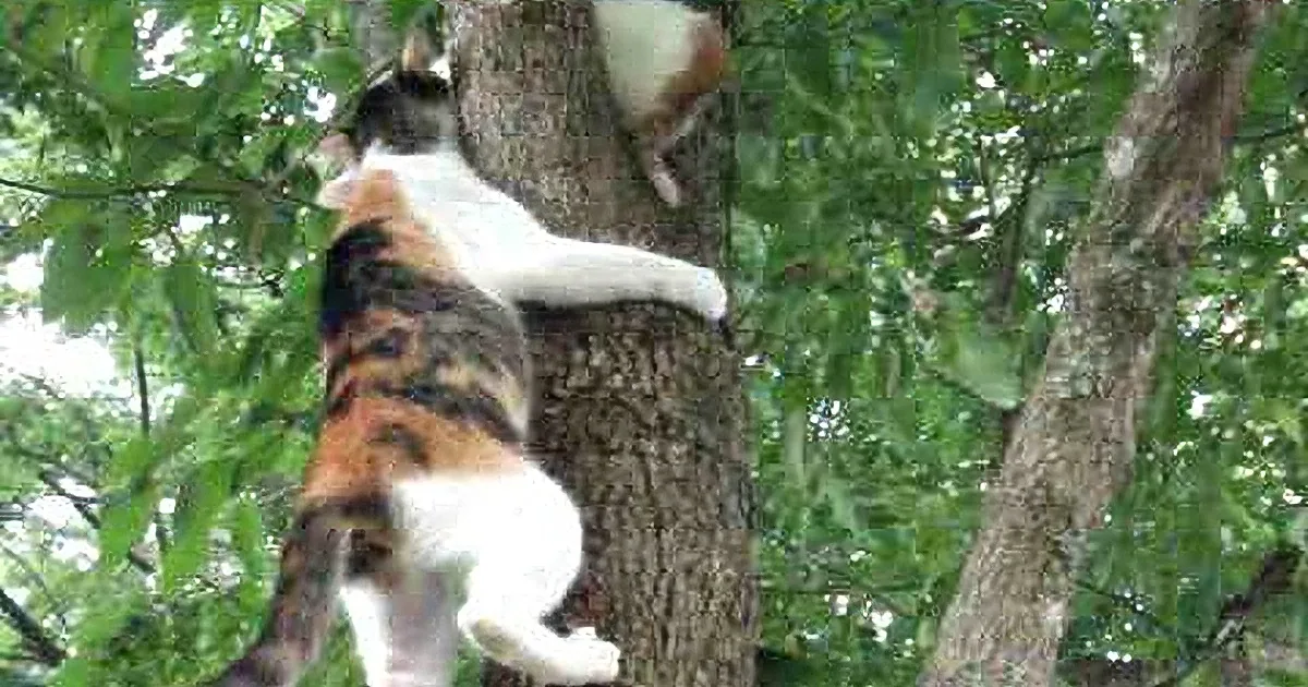 When This Little Kitten Got Stuck up in Tree, Look What Mother Kitty Did... Amazing!
