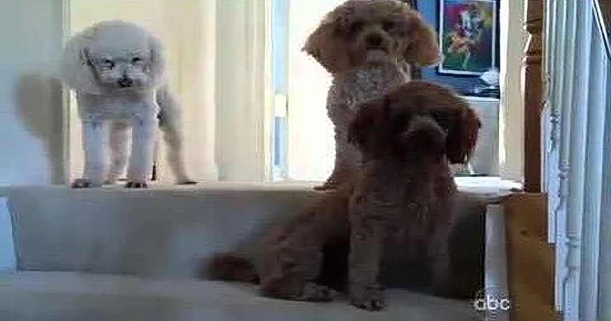 Two small dogs, one white and one brown, are standing on a white surface, looking at the camera.