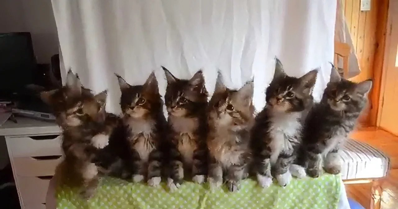 Six fluffy kittens with dark fur and light markings sit in a row on a green polka-dot cloth.