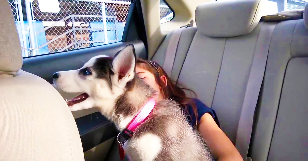 Adorable Husky Puppy Sings Along With Human Sibling. This Duet Is Too Cute to Miss!