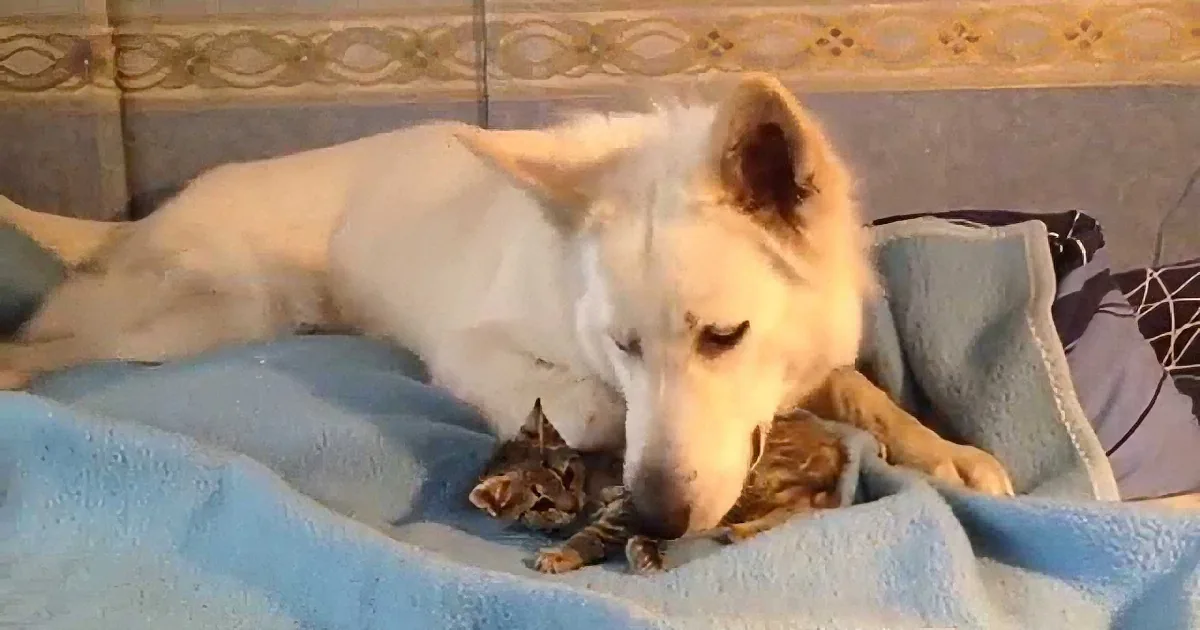 This Kitten Showed up at My Door & Refused to Leave. What Happened Next Will Melt Your Heart!