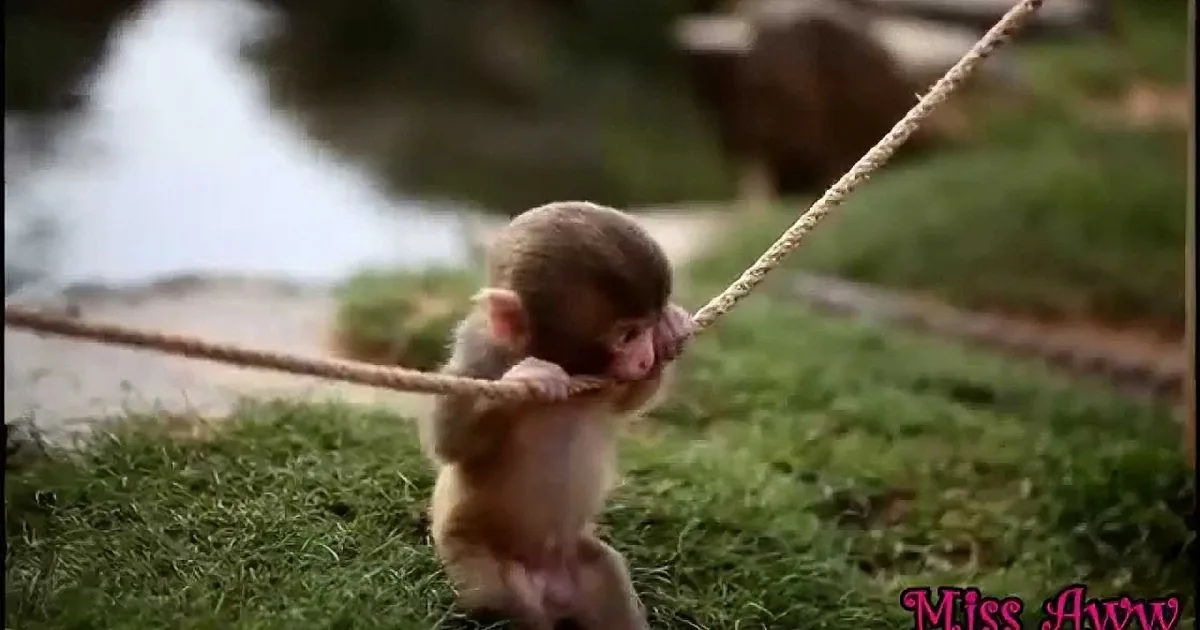 A baby monkey is playfully pulling on a rope, surrounded by grass and a blurred background.