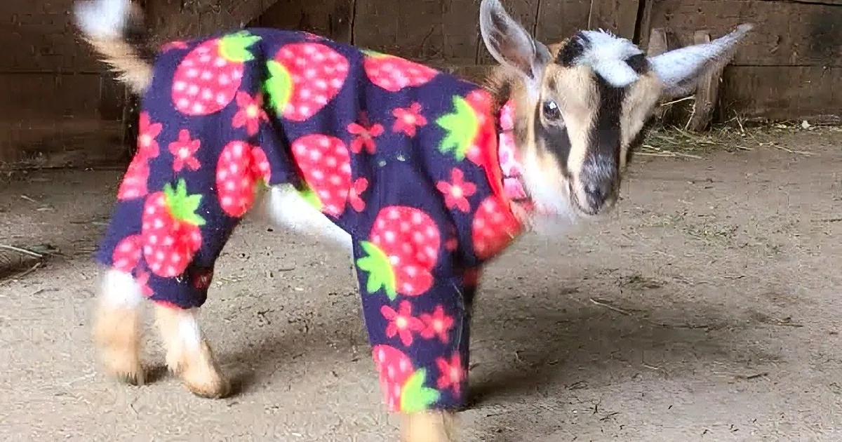 When It Gets Chilly on the Farm, Put the Goats in Pajamas? You Goat to Be Kidding Me! LOL!
