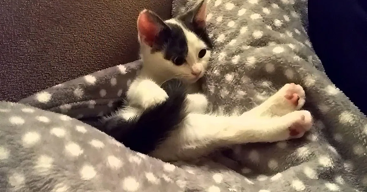A black and white kitten lies on a polka-dotted blanket, stretching its front paws.