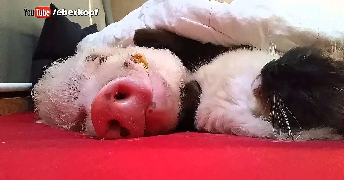 Kitty & Pig in a Blanket Cuddle Together. Watch What the Cat Does! Made My Heart Sing!