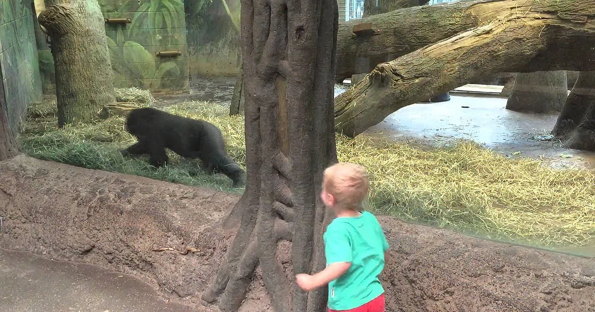 Baby Gorilla and Toddler Play Game of Peek-a-Boo That Will Melt Your Heart! Adorable!