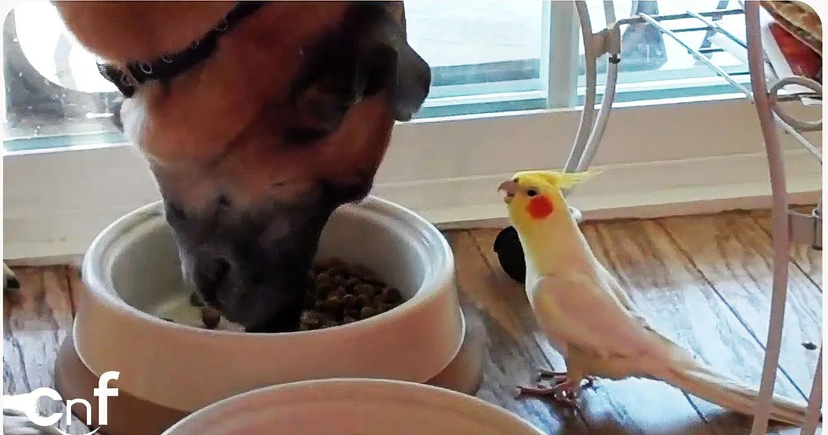 This Dog Just Wants to Eat His Dinner, but Watch What His Feathered Friend Does! Priceless!