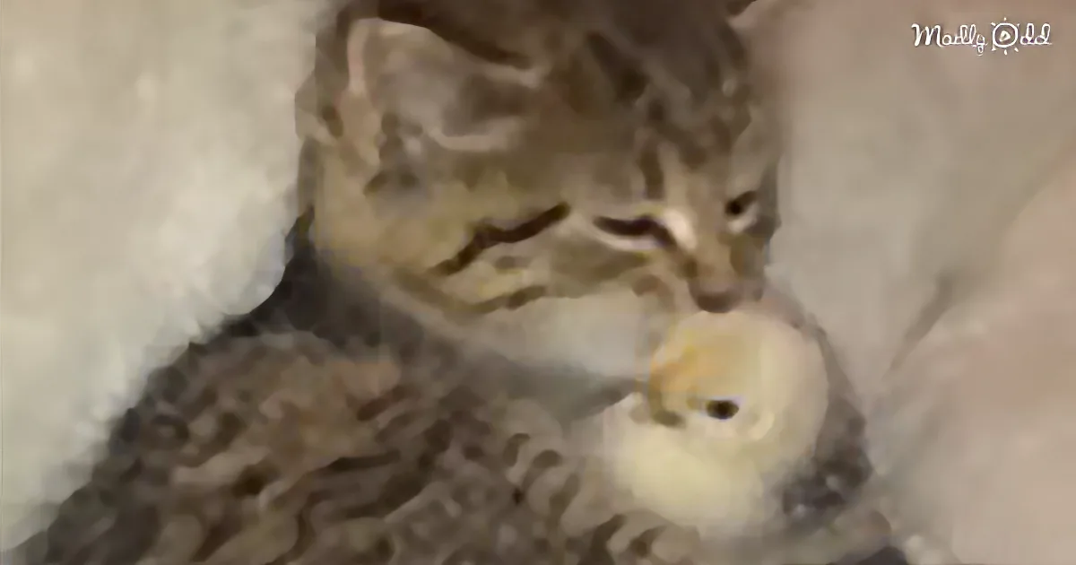 Kitten Can''t Enough of Cuddling With a Baby Chick - Cuteness Overload