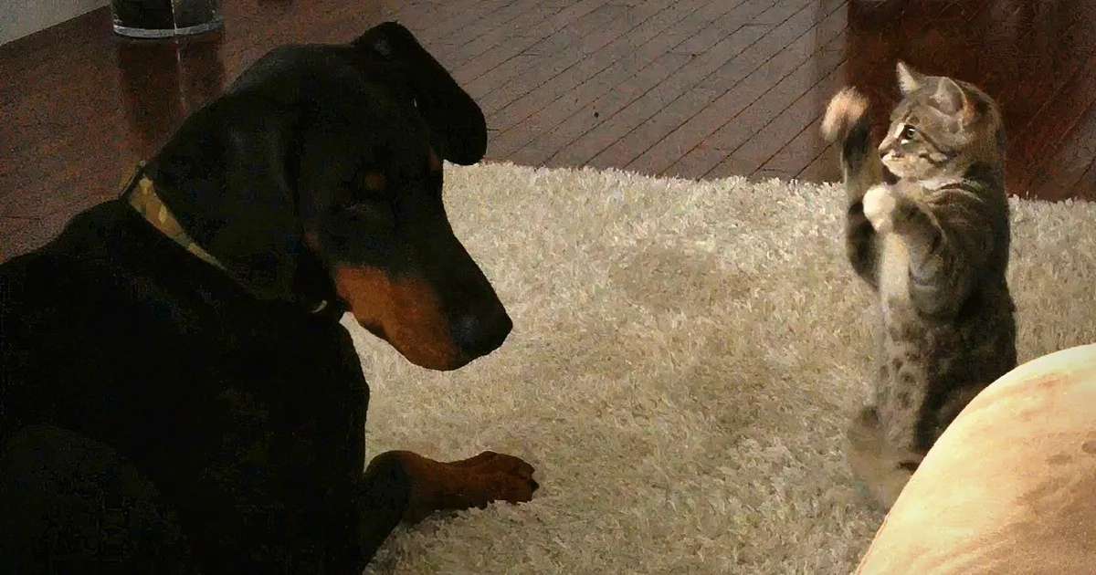 It''s Her First Day at Her New Home, but What This Little Kitten Does When She Meets the Dog?? It''s Just Too Hilarious!