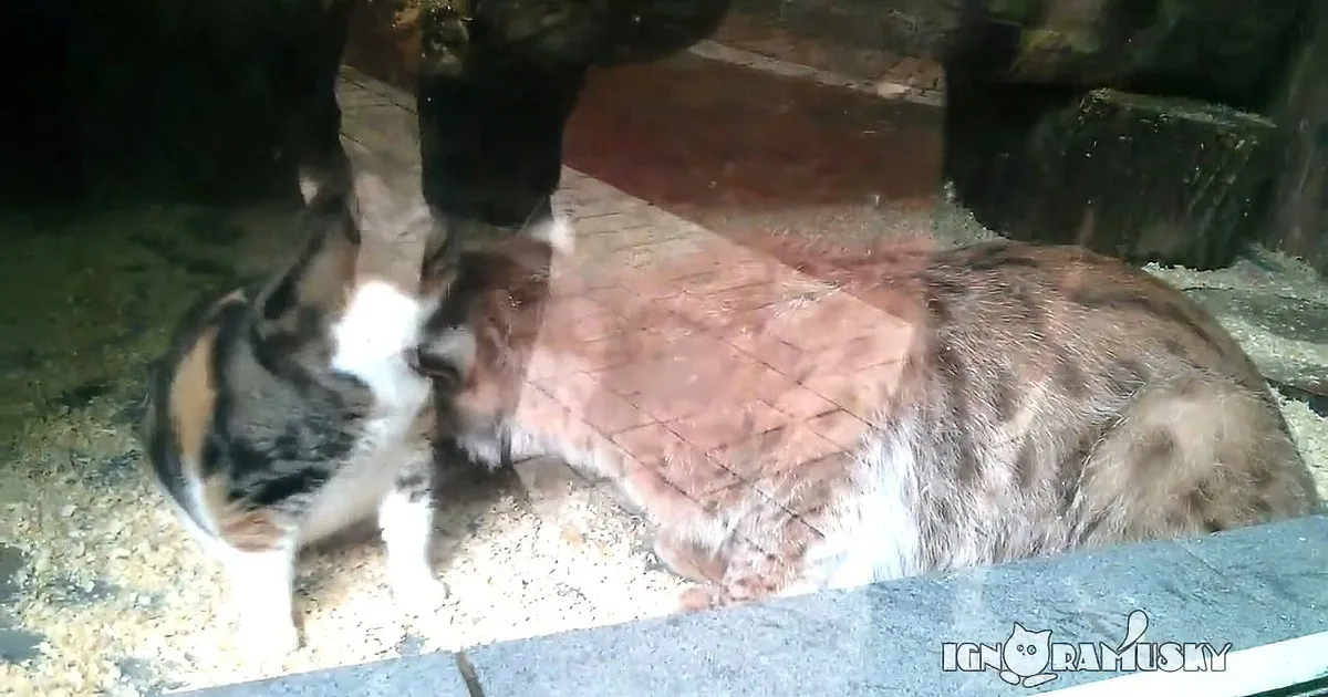 Homeless Kitty Sneaks Inside the Zoo & Didn''t Leave. the Reason? Adorable!