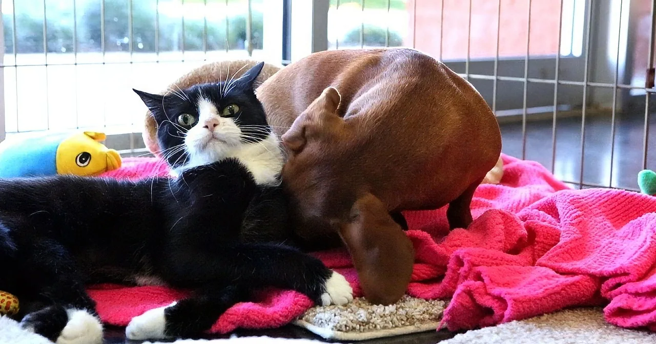 Paralyzed Cat Bonds With Abandoned Dog. Their Story Lifts My Heart!