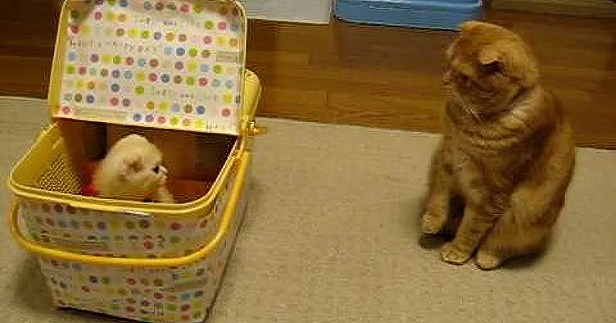 An orange cat observes a white ferret inside a colorful polka-dot suitcase on a wooden floor.