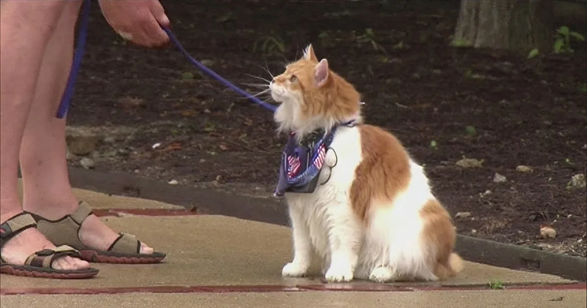 He Fetches, Shakes Hands, Likes to Go for Walks, and Rides in the Car... but He''s Not a Dog!