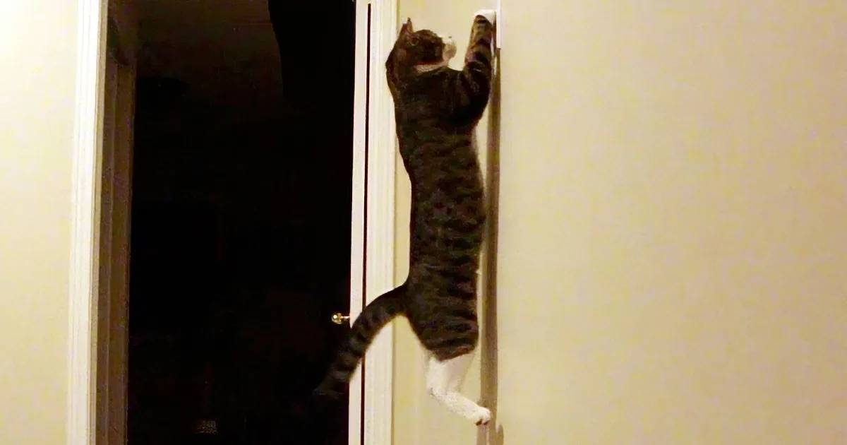 Forgot to Turn off the Lights? Never Fear - Super Cat Is Here