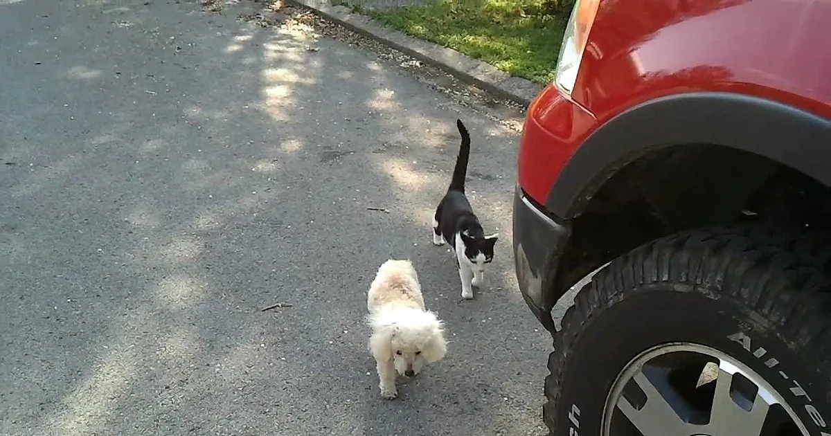 He Saw His Cat Do This for His Blind Dog, so He Got out His Camera and Captured It All! Amazing!