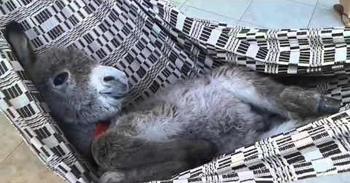 Donkey in a Hammock?! Now I''ve Seen Everything!