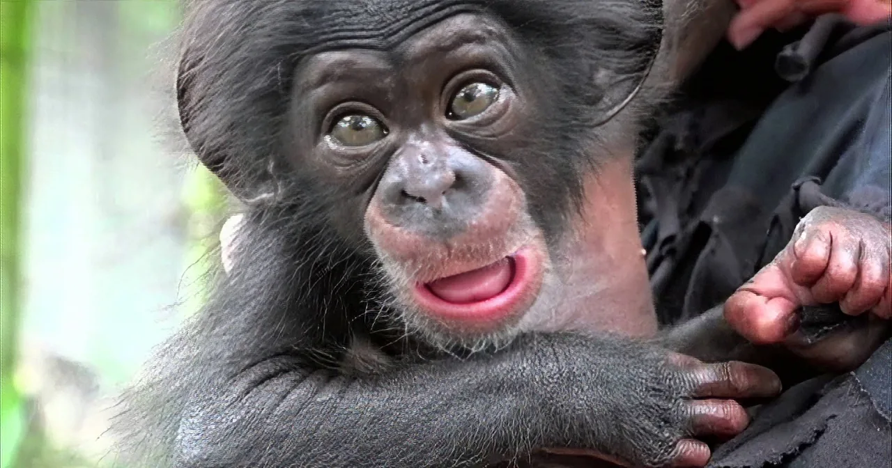 This Baby Chimp Was Forcefully Separated From Her Mother. Why? This Will Break Your Heart!